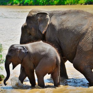 Promenades avec les éléphants - Laos