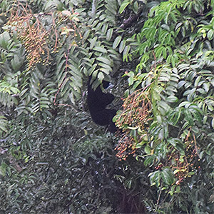 Obvervation d'un Gibbon dans son milieu naturel au Laos