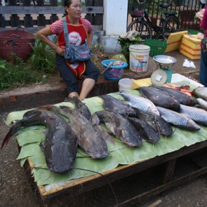 Pêche traditionnelle - Laos