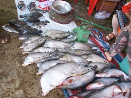 Laos - biodiversité exceptionnelle