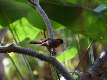 Laos - biodiversité exceptionnelle