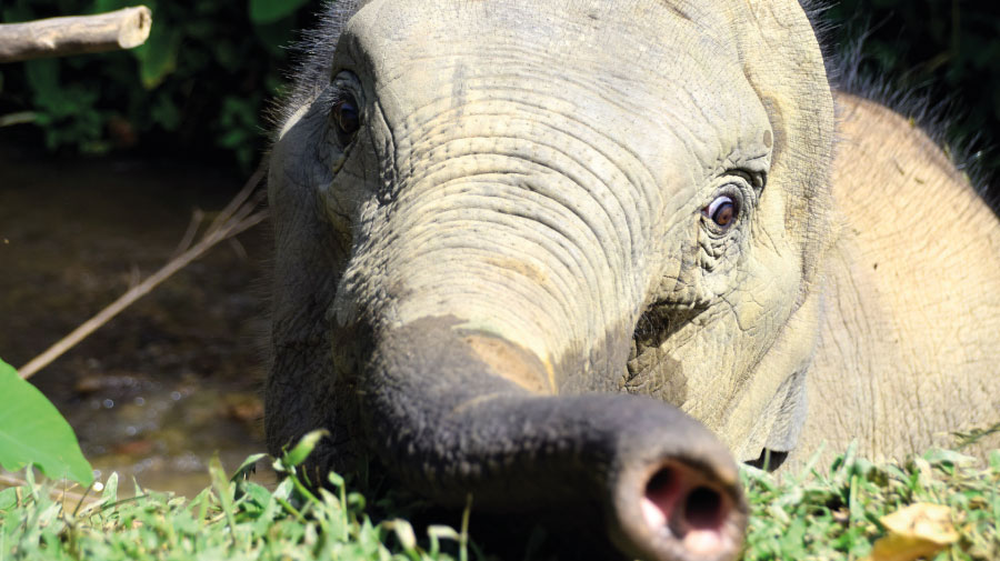 Le Laos, le pays du million d’éléphants