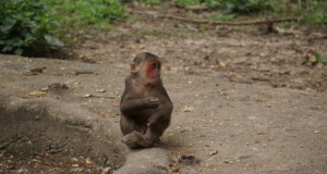 Laos Autrement, devis gratuit