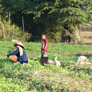 Bolovens, une région agricole majeure - Laos