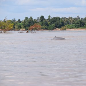 Province de Champassak, les 4000 îles - Laos