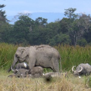 Famille d'éléphants sur la colline de Phou Assa,  Champassak - Laos