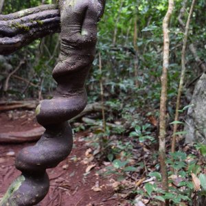 Le Nord-Ouest Laos, l’exubérante nature