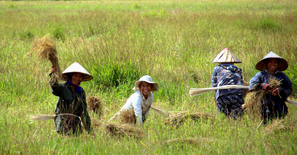 Femmes au travail dans les rizières de Savannakhet au Laos.