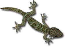 Gecko - Laos autrement
