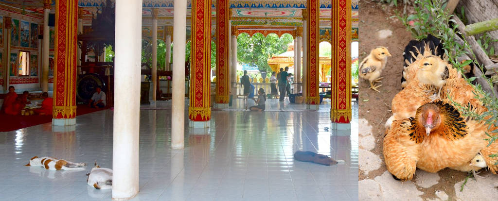 Animaux au Laos.