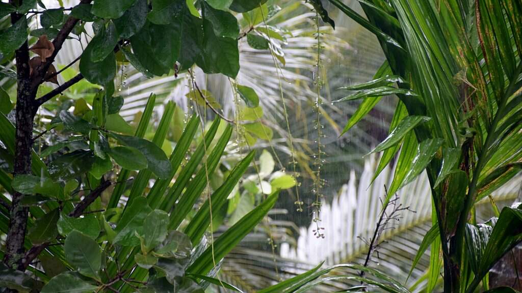 Pluie dans la jungle au Laos.