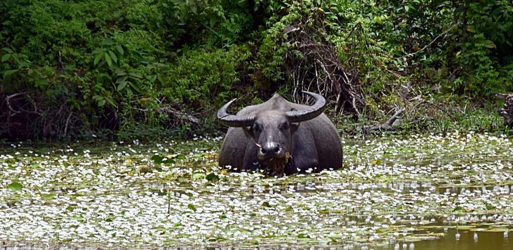 Buffle d'eau au Laos.