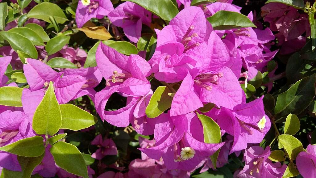 Bougainvillier rose.