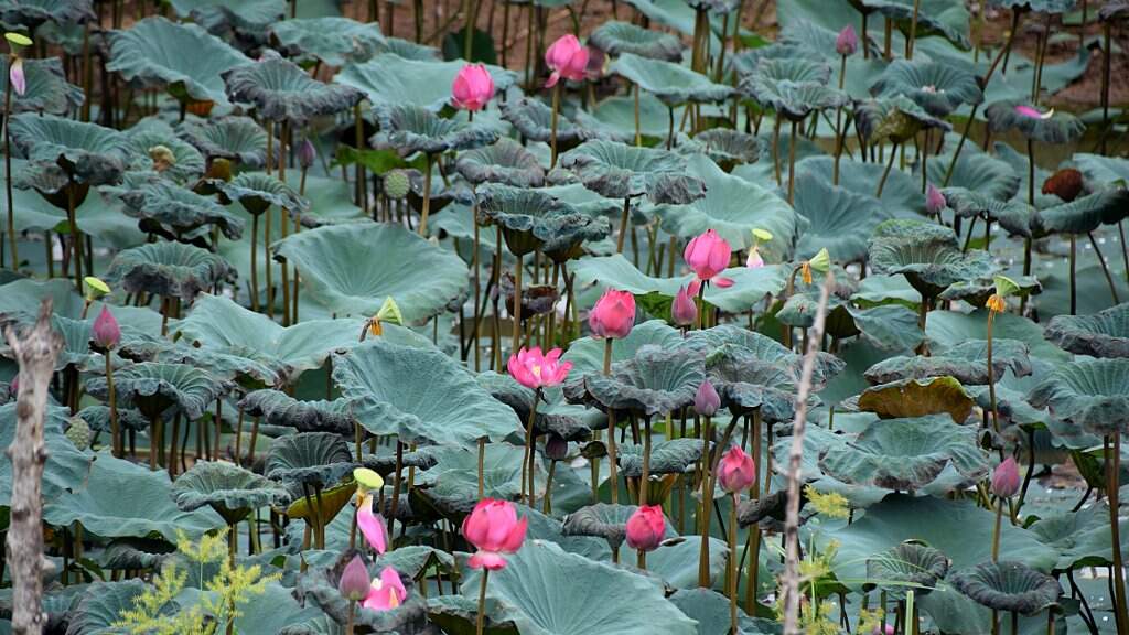 Fleurs et fruits de lotus.