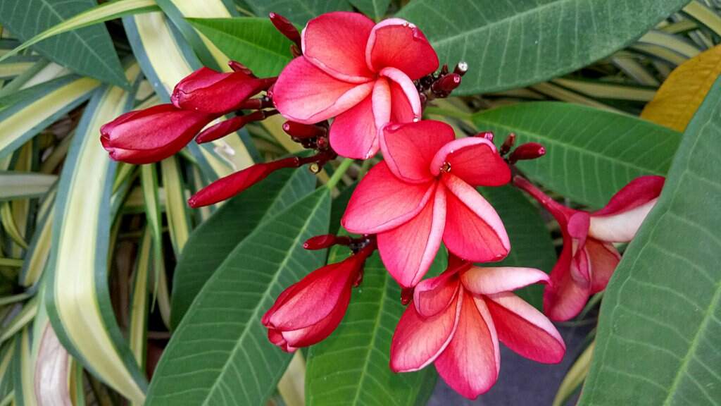 Frangipanier rouge.