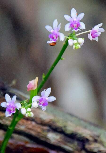 Insectes sur une orchidée.