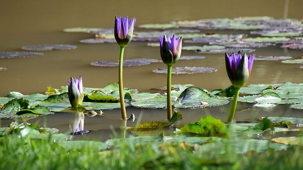 Lotus.