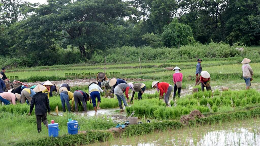 Travaux dans les rizières au Laos.