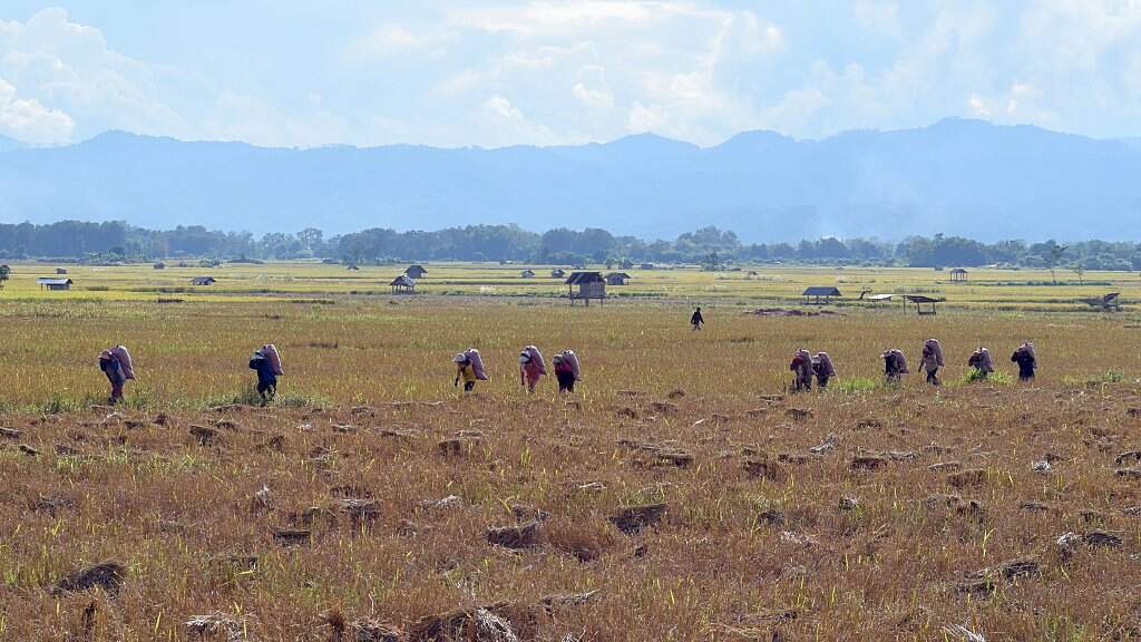 Moisson des rizières au Laos.