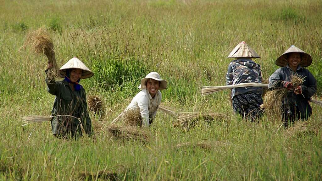 Paysans dans les rizières du Laos.