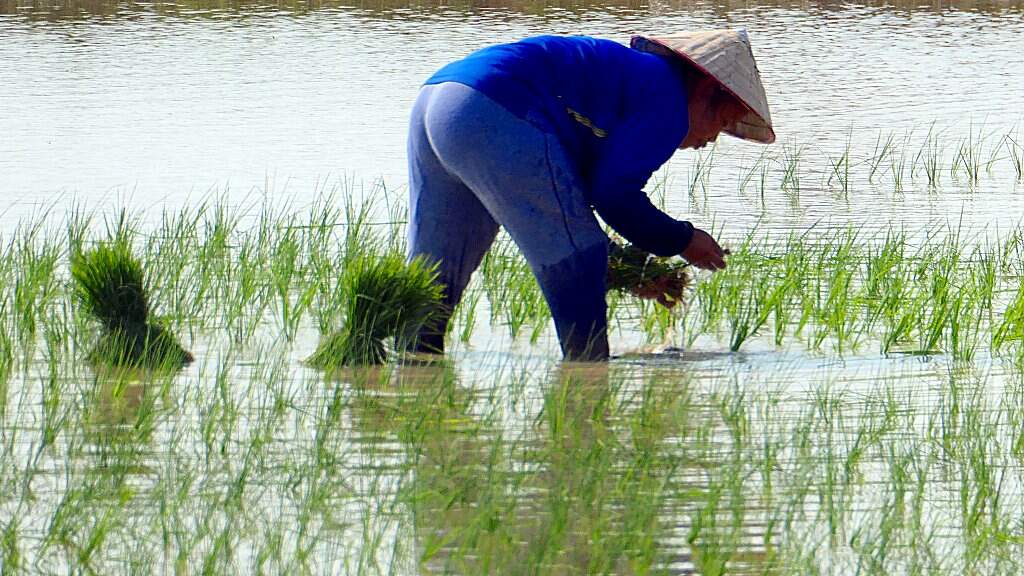 repiquage des rizières du Laos.