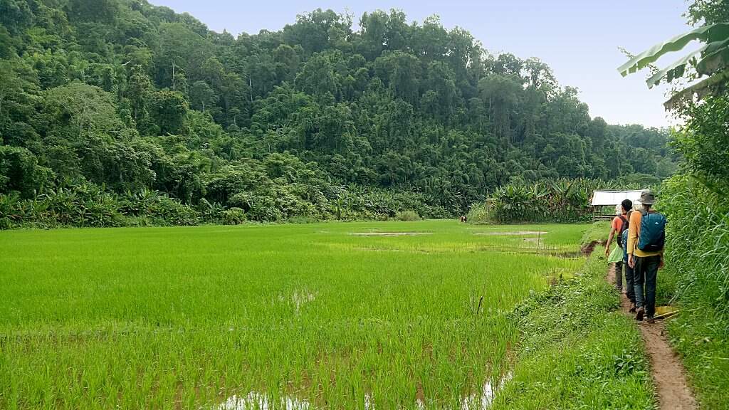 Trek dans les rizières au Laos.
