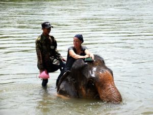 Voyage au Laos, elephants