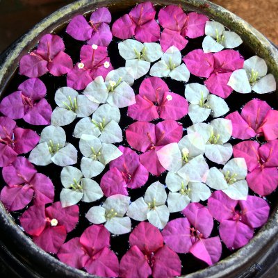 Voyage au Laos, fleurs